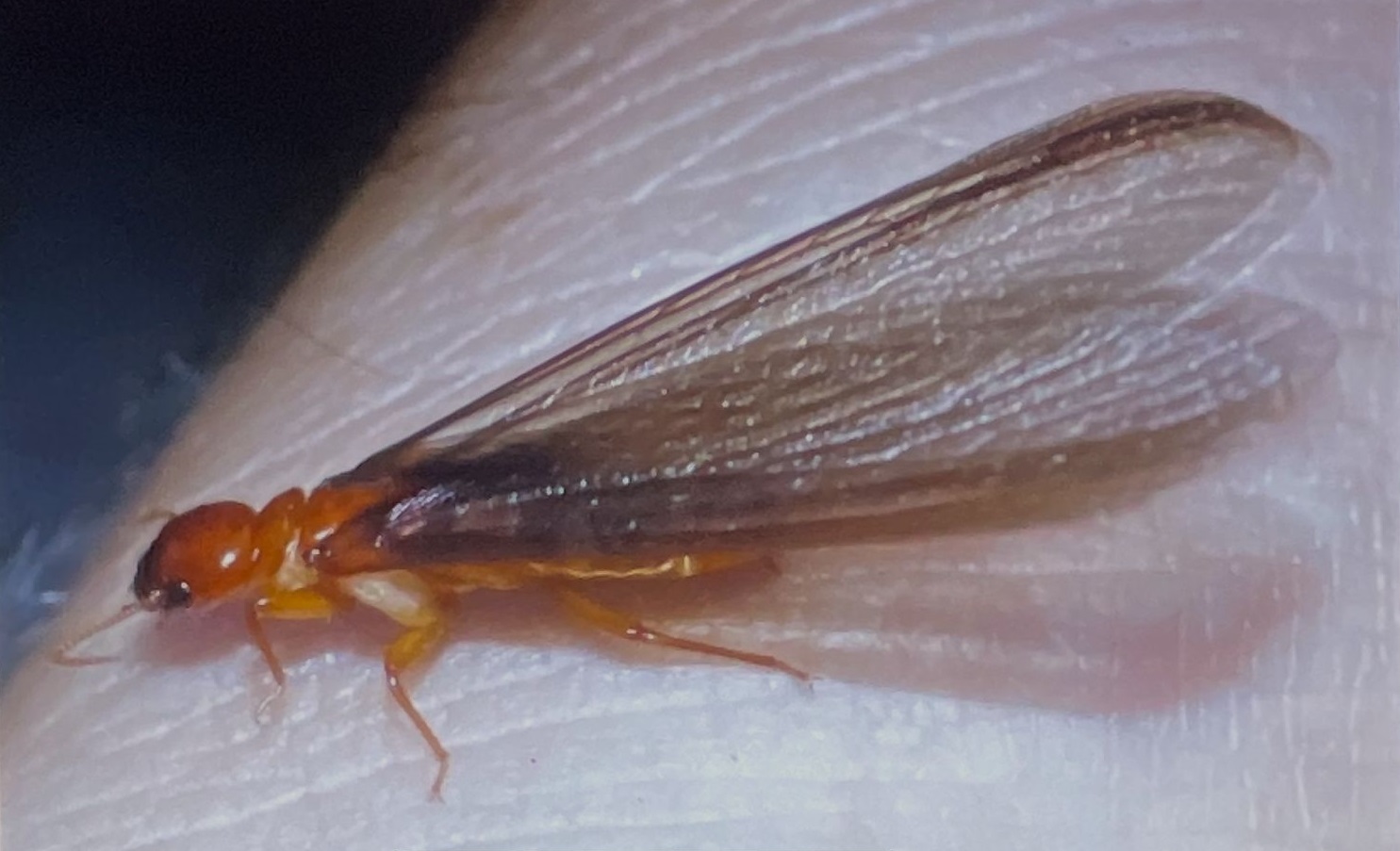 Flying Termites Melbourne