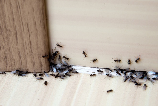 Ant Control Melbourne