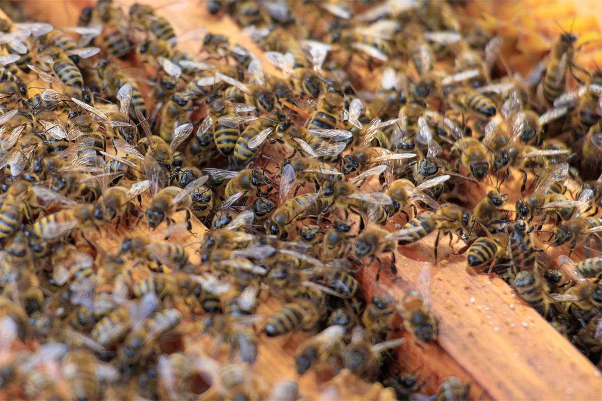 Bee Control Melbourne