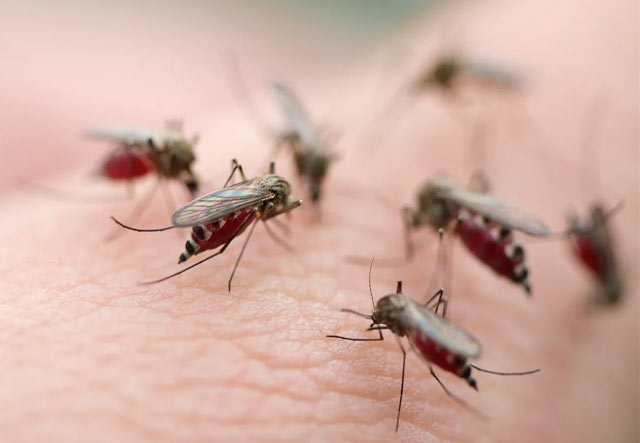 Mosquito Control Melbourne
