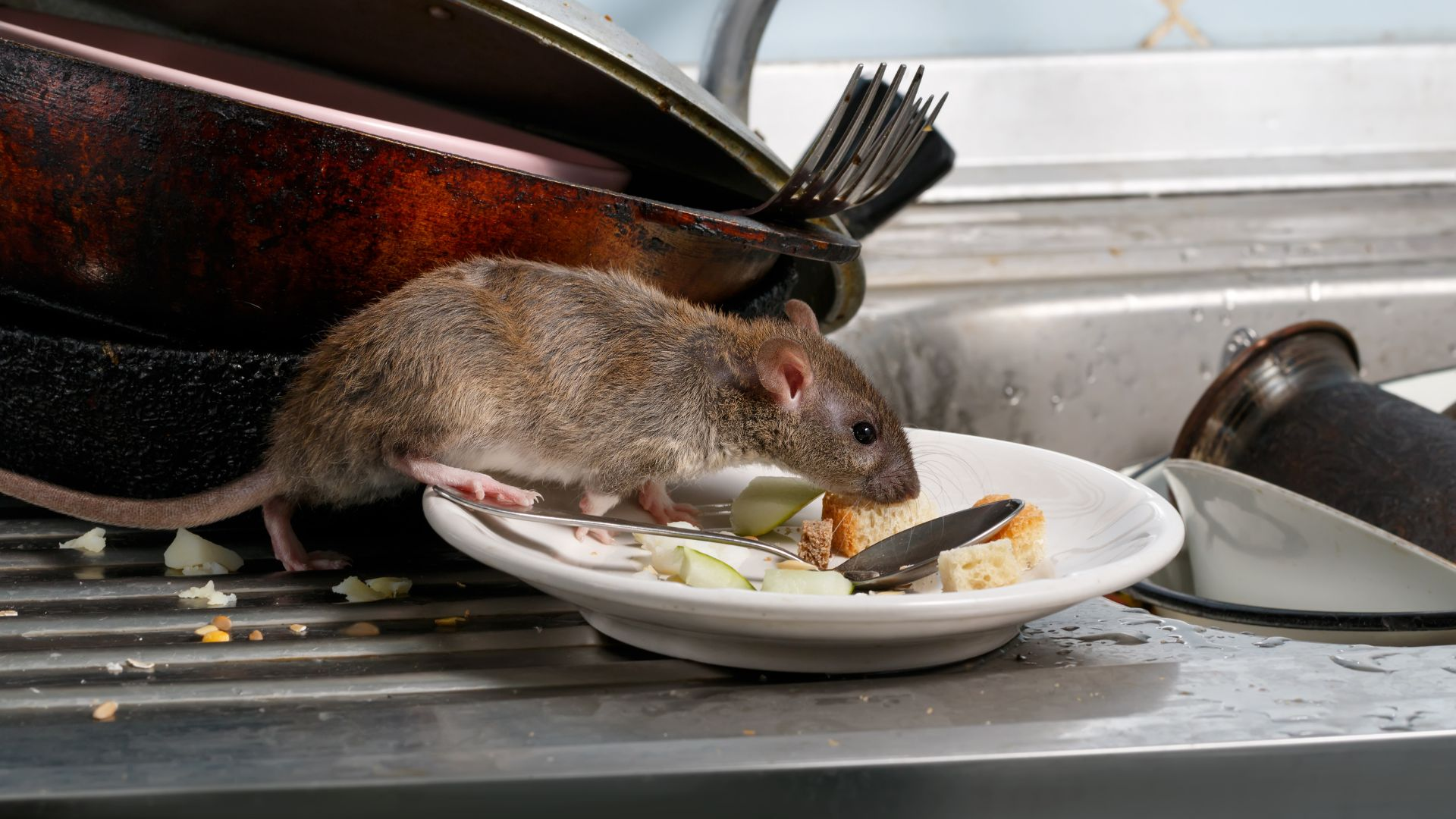Rats, Mice, and Rodents Melbourne
