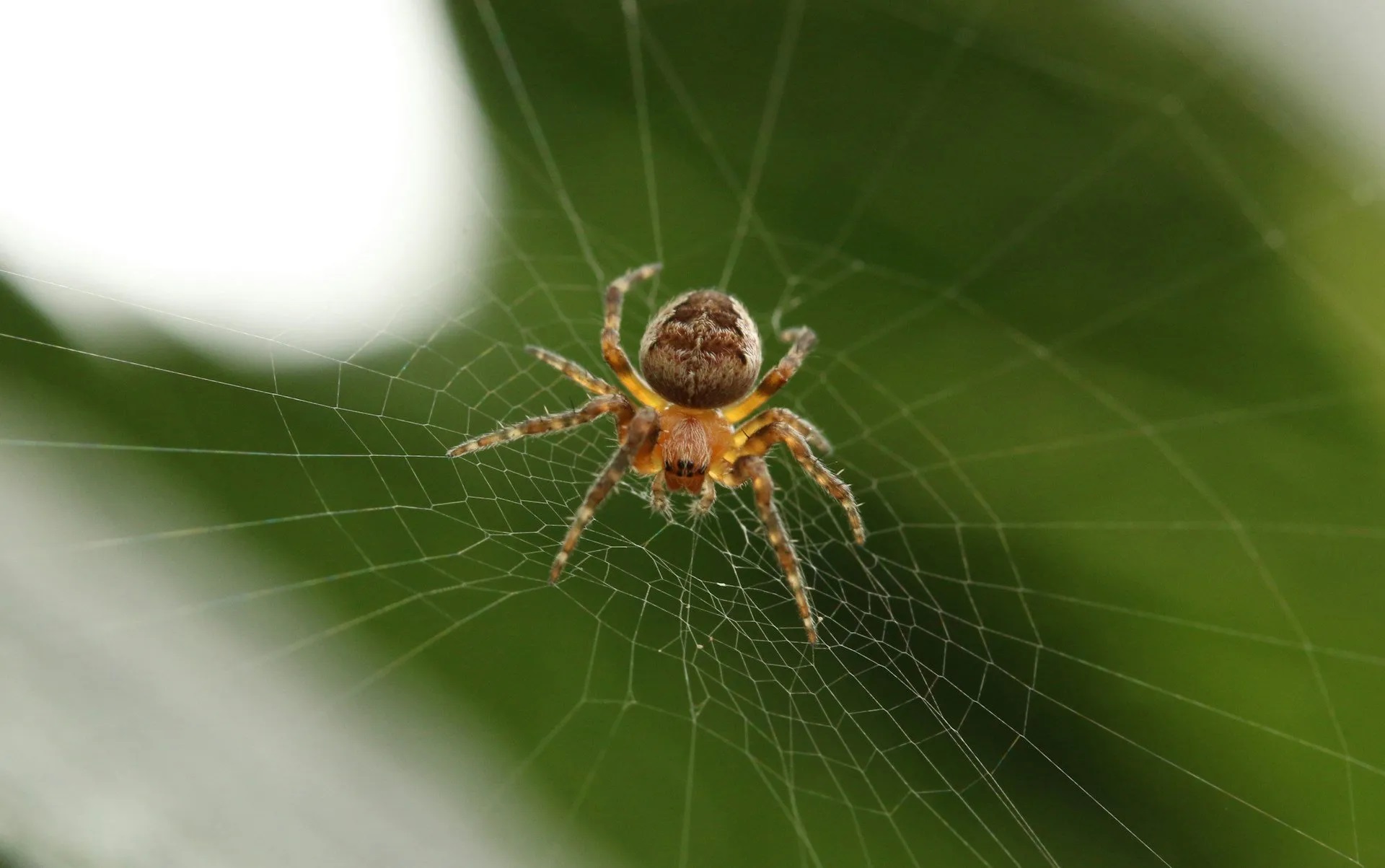 Spider Pest Control Melbourne