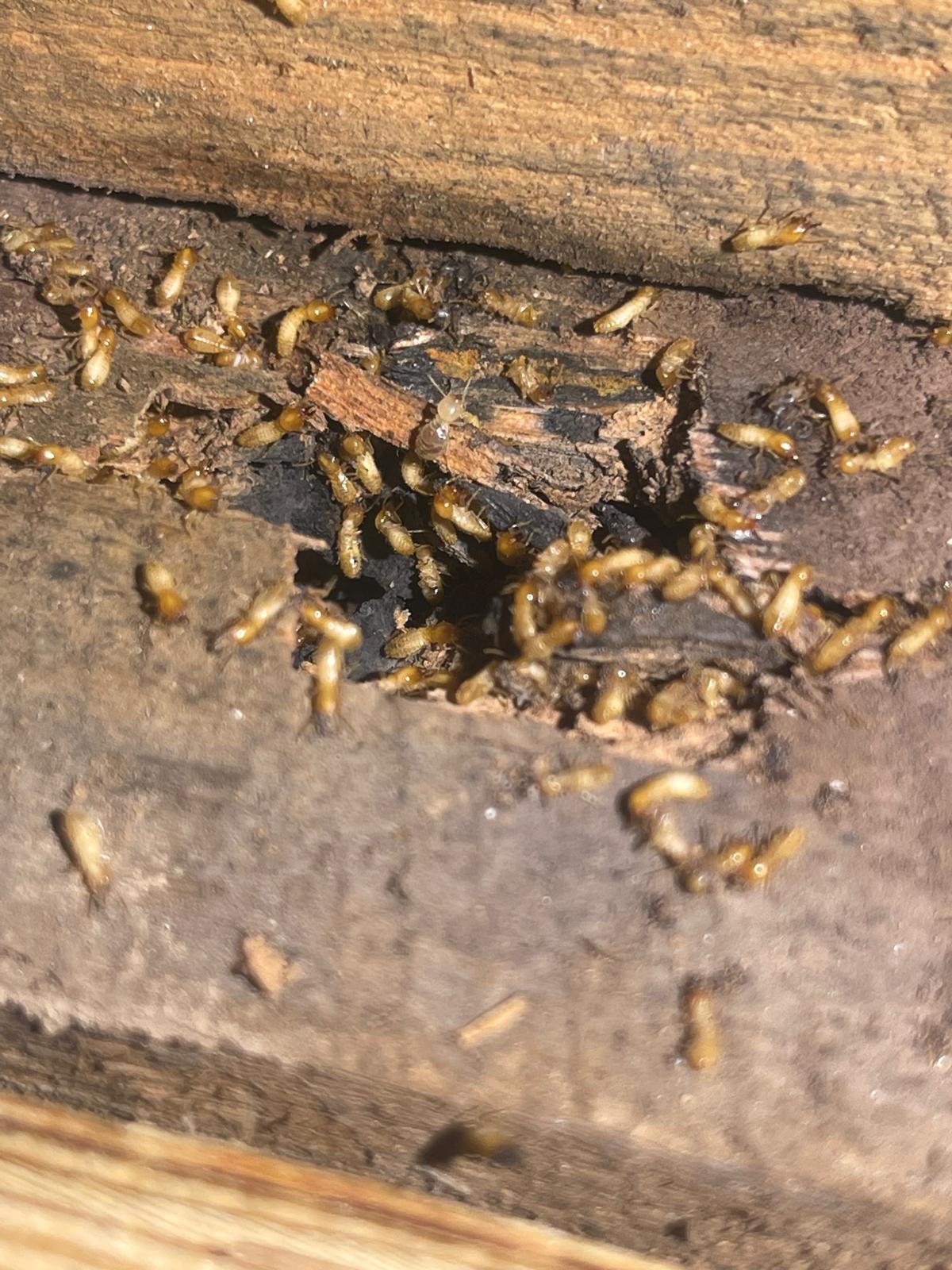 Termite Inspection Melbourne