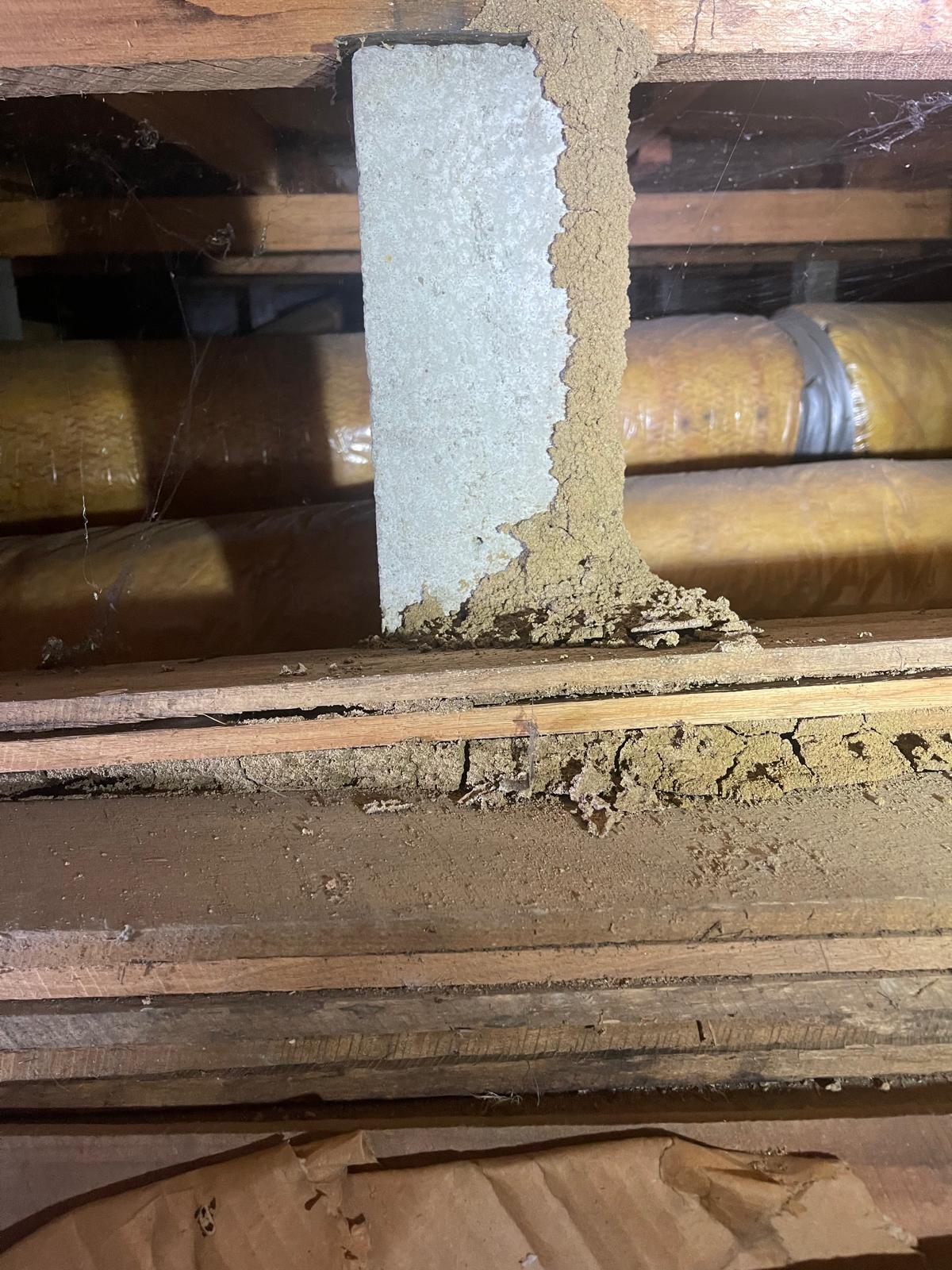 Termite Preventative Melbourne